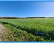 3,3 ha Ackerland bei Chörau und Dessau Mosigkau Grundstück kaufen 06386 Chörau Bild klein