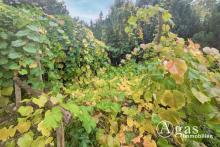 Baugrundstück mit kleinem Bungalow und diversen Nebengebäuden in Finkenstein/Grünheide Grundstück kaufen 15537 Grünheide (Mark) Bild klein