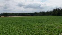 DIETZ: Ackerlandfläche zwischen Harpertshausen, Altheim und Richen zu verkaufen Grundstück kaufen 64832 Babenhausen Bild klein