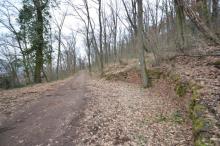 DIETZ: Waldgrundstück auf alter Weinbergsbrache zu verkaufen! Grundstück kaufen 63911 Klingenberg am Main Bild klein