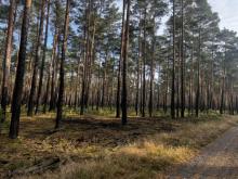 Ihr Traum vom eigenen Wald! Gewerbe kaufen 03238 Lindthal Bild klein