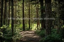 LDS - Wald aus privatem Bestand Gewerbe kaufen 15748 Münchehofe Bild klein