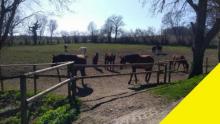 Pferdehof in idyllischer Alleinlage im Landkreis Ravensburg mit 70000 m² Land am Hof Gewerbe kaufen 88339 Bad Waldsee Bild klein