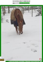 *** Bauernhaus und ca. 3 Hektar Land in Randlage *** Haus kaufen 14806 Bad Belzig Bild mittel