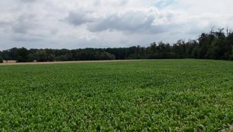 DIETZ: Ackerlandfläche zwischen Harpertshausen, Altheim und Richen zu verkaufen Grundstück kaufen 64832 Babenhausen Bild mittel
