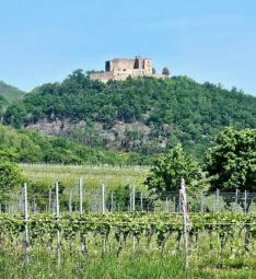 Ein verstecktes Juwel, angrenzend an die Weinberge mit Blick auf das Hambacher Schloss Haus kaufen 67487 Maikammer Bild mittel