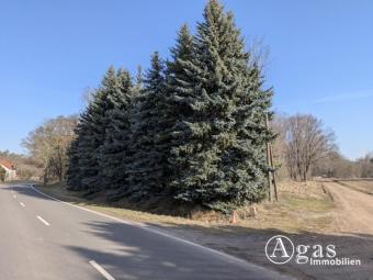 Freifläche am Waldrand in Stackelitz Grundstück kaufen 06868 Coswig Bild mittel