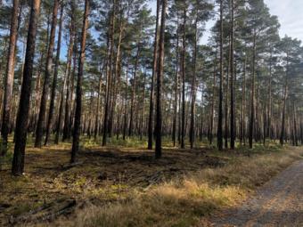 Ihr Traum vom eigenen Wald! Gewerbe kaufen 03238 Lindthal Bild mittel