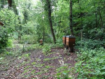 Naturbelassenes Grundstück am Grünen See in Mühlheim am Main Grundstück kaufen 63165 Mühlheim am Main Bild mittel