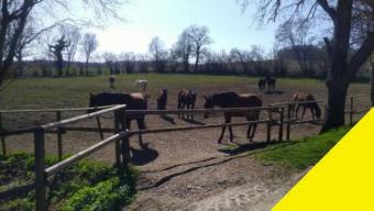 Pferdehof in idyllischer Alleinlage im Landkreis Ravensburg mit 70000 m² Land am Hof Gewerbe kaufen 88339 Bad Waldsee Bild mittel