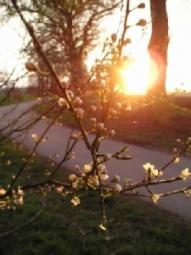 Sonniger Bauplatz in bevorzugter und ruhiger Lage Grundstück kaufen 71665 Vaihingen-Riet Bild mittel