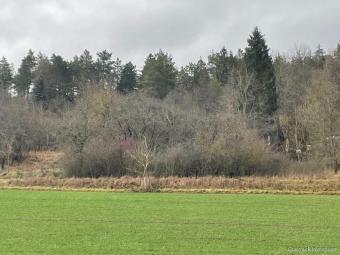 Verwildertes Freizeitgrundstück mit Bebauungsmöglichkeit - Teilweise erschlossen Grundstück kaufen 97645 Ostheim vor der Rhön Bild mittel