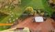 Berlin - Mahlsdorf: Gepflegtes Einfamilienhaus mit 3 Zimmern und Vollkeller Haus kaufen 12623 Berlin Bild thumb
