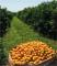 Brasilien 808 Ha Orangen-Kokosnuss-Acai-Fischzucht- Farm mit Privatsee Grundstück kaufen Bild thumb