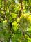 exzelentes Baugrundstück (erschlossen, aber noch nicht Endabgerechnet) in Traben mit Fernsicht über die Mosel und Weinberge Grundstück kaufen 56841 Traben-Trarbach Bild thumb