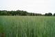 Grundstück in Dabendorf mit Blick auf Feld und Naturschutzgebiet Grundstück kaufen 15806 Christinendorf Bild thumb
