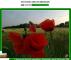 *** Landwirtschaftsflächen 4,0647 ha - pachtfrei *** Grundstück kaufen 14974 Ludwigsfelde Bild thumb