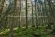 LDS - Wald aus privatem Bestand Gewerbe kaufen 15748 Münchehofe Bild thumb
