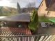 ObjNr:19807 - Charmantes 1-Familienhaus mit ELW (noch nicht fertiggestellt), Garage und Scheune in Remchingen Haus kaufen 75196 Remchingen Bild thumb