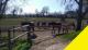 Pferdehof in idyllischer Alleinlage im Landkreis Ravensburg mit 70000 m² Land am Hof Gewerbe kaufen 88339 Bad Waldsee Bild thumb