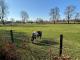 #RESERVIERT# Einzigartiger Bauernkotten in idyllischer Alleinlage von Neuenhaus - Grasdorf Haus kaufen 49828 Neuenhaus Bild thumb