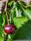 RESERVIERT - Im Töpferdorf *** EFH mit Scheune, 3 Garagen und Nebengebäuden und großem Garten *** Haus kaufen 03246 Crinitz Bild thumb