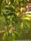 RESERVIERT - Im Töpferdorf *** EFH mit Scheune, 3 Garagen und Nebengebäuden und großem Garten *** Haus kaufen 03246 Crinitz Bild thumb
