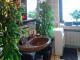 SANREALTY | Bereits reserviert - Maisonettewohnung mit Balkon und Terrasse, in zentraler, dennoch ruhiger Lage von Eschweiler Wohnung mieten 52249 Eschweiler Bild thumb