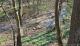 Wohnen im Grünen – Einfamilienhaus mit Aussicht Wald und Bachidylle direkt am Grundstück Haus kaufen 72116 Mössingen Bild thumb