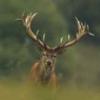 Firmenlogo Jagd Spanien